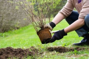 Don't plant bushes too close when maintaining a septic system.