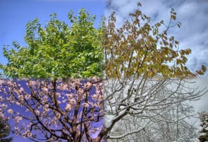 All 4 seasons of a tree in just one photo winter spring summer fall. seasonal weather effects on septic systems - Red Dirt Septic.